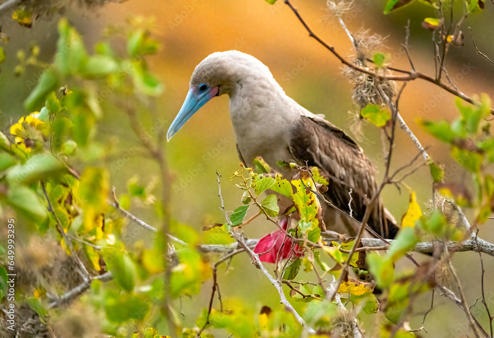 Fototapeta premium Galapagos Red Footed Booby