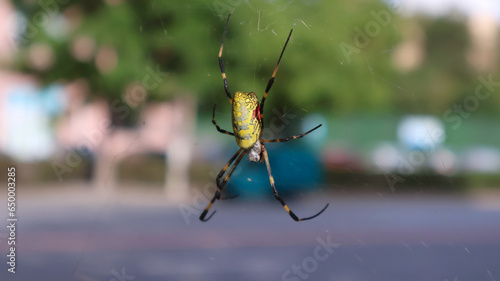 Joro Spider Trichonephila Clavipes Weaving a Spider Web also known as Nephila Clavipes photo