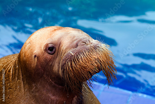 WALRUS 