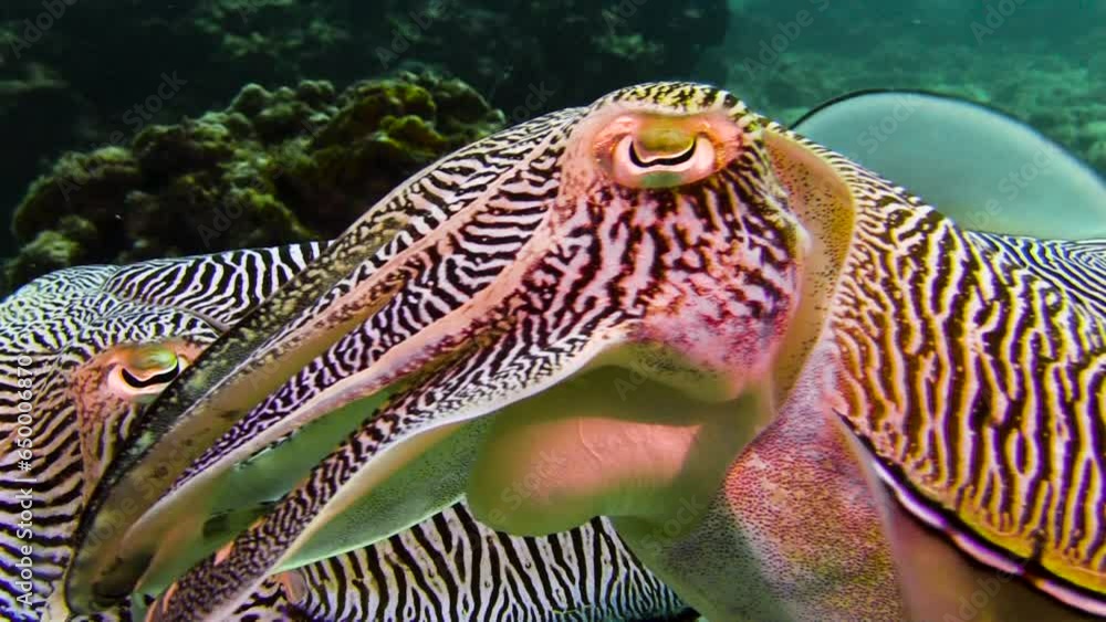 Female Cuttlefish Signalling Courtship behavior of Pharaoh cuttlefish. Male raises arms ans shows ...
