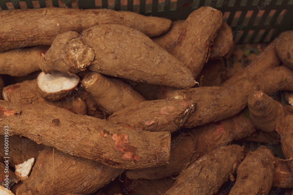 Fototapeta premium Cassava raw tuber (Manihot esculenta)