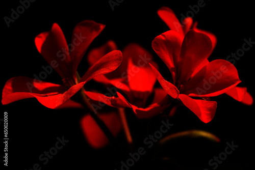 Flores rojas con fondo negro