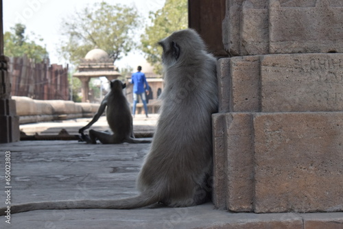 Foto A group of Baboons sitting in a humanlike pose