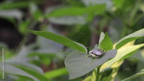 Close up of a brown marmorated stink bug on a chili pepper plant photo