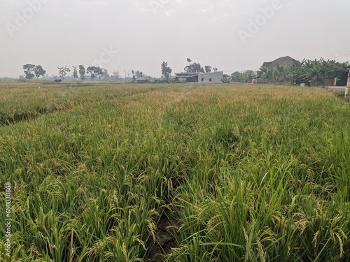 a photo of sprawling rice fields in a village in Indonesia