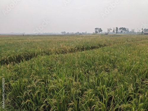 a photo of sprawling rice fields in a village in Indonesia