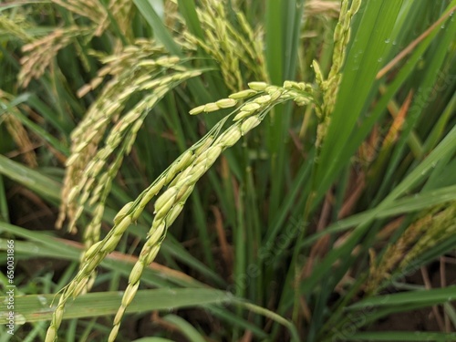 a photo of rice plants in a rice field photographed from close range