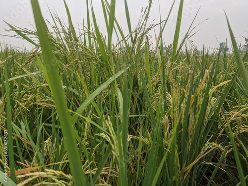 a photo of rice plants in a rice field photographed from close range