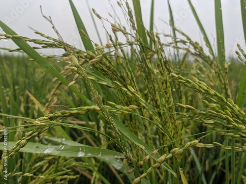 a photo of rice plants in a rice field photographed from close range
