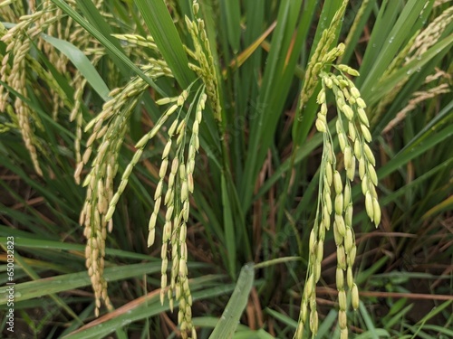 a photo of rice plants in a rice field photographed from close range