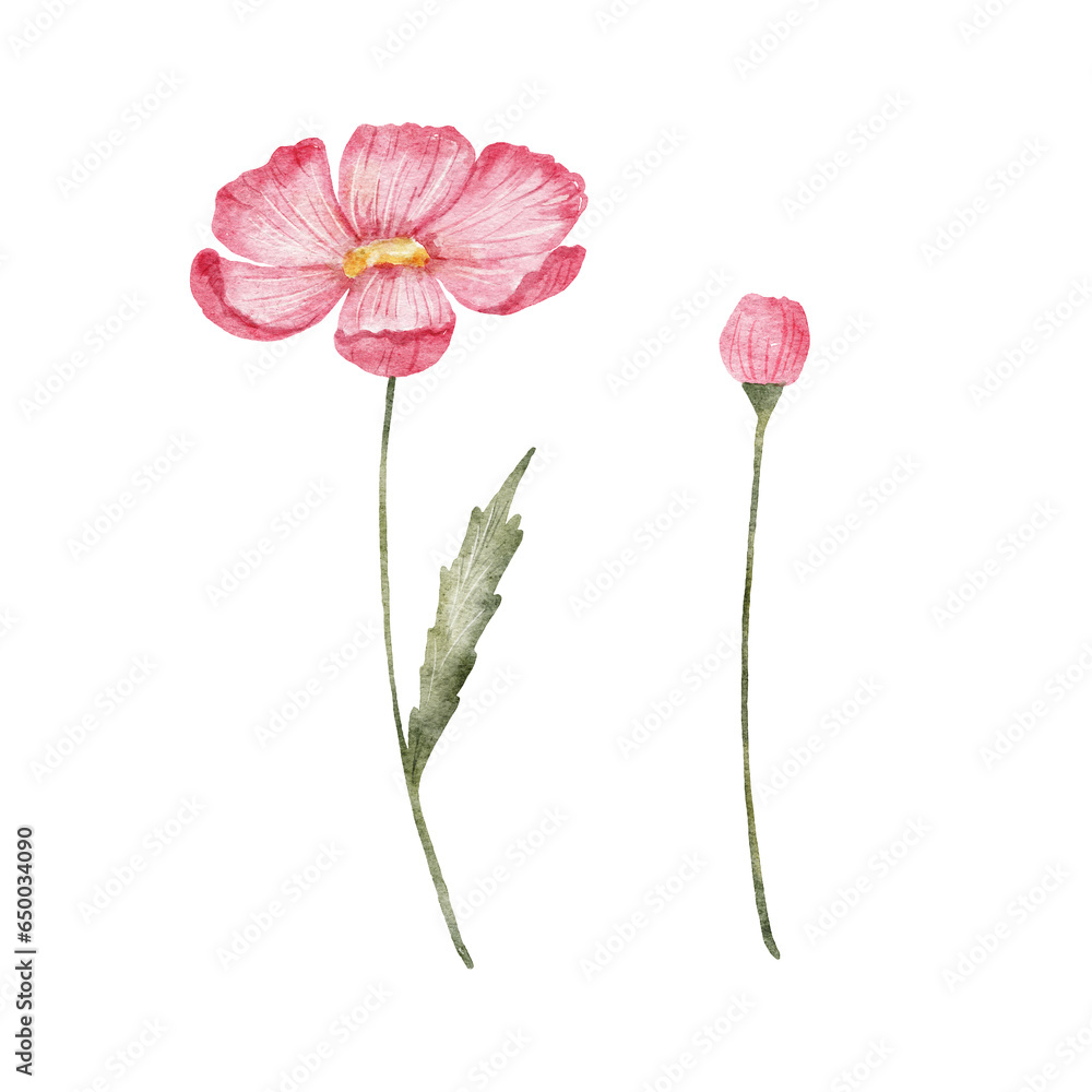 Flower watercolor illustration isolated on white. Pink wildflower