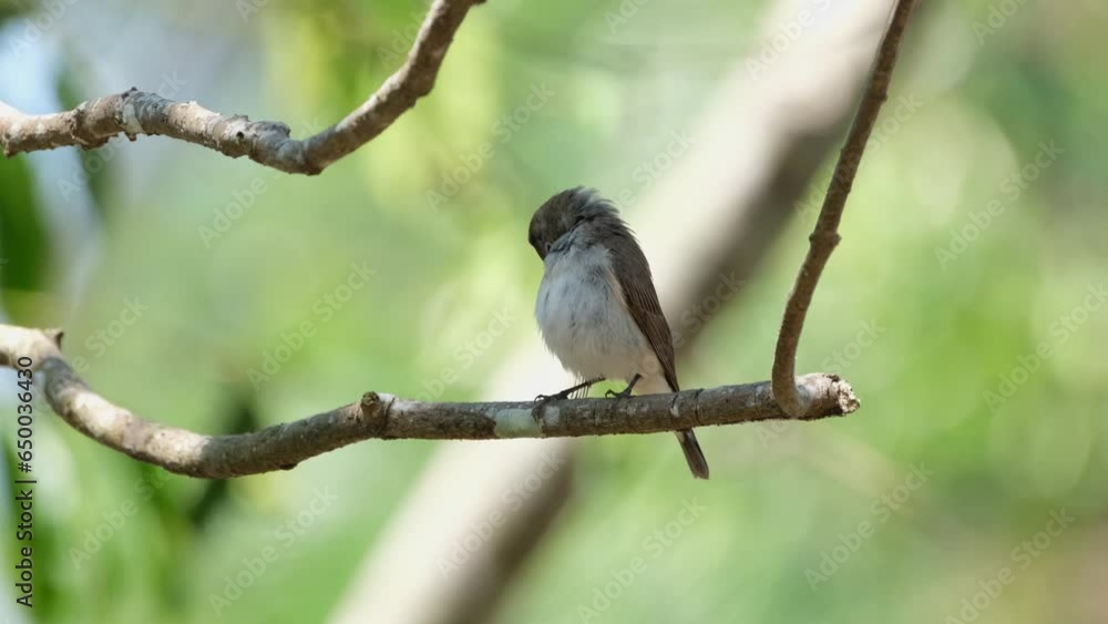 Checking and cleaning its feathers carefully, the Red-throated flycatcher Ficedula albicilla is perched on a tiny branch of a tree inside Khao Yai National Park, Thailand. Checking and cleaning its feathers carefully, the Red-throated flycatcher Ficedula albicilla is perched on a tiny branch of a tree inside Khao Yai National Park, Thailand.