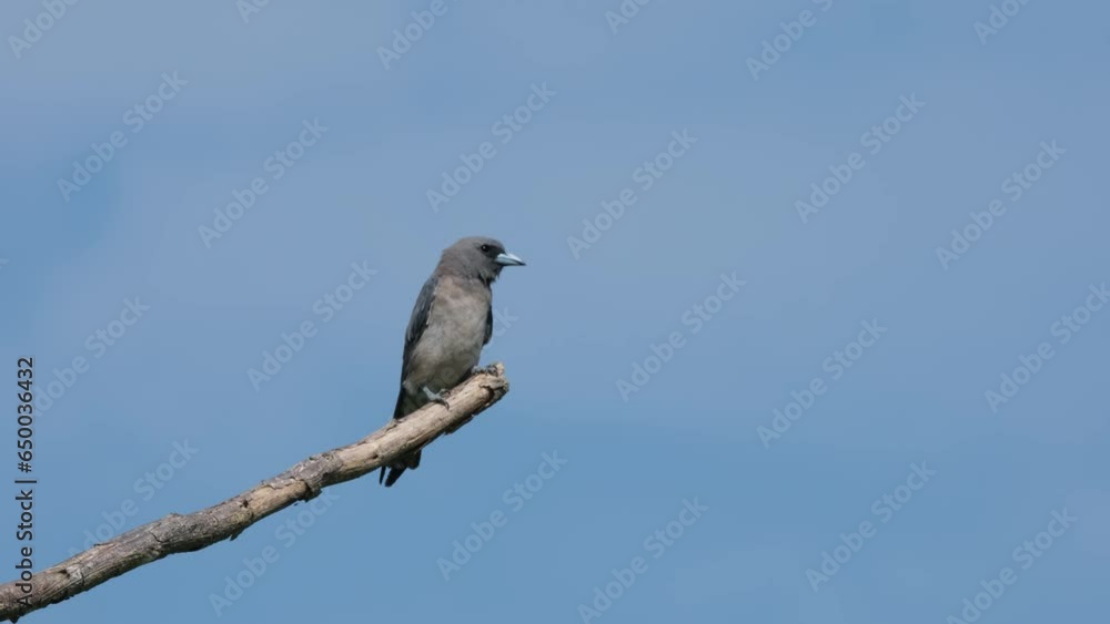 Looking at its surroundings from its perch, the Ashy Woodswallow Artamus Fuscus is moving its head from side to side, with the blue skies as its background. Looking at its surroundings from its perch, the Ashy Woodswallow Artamus Fuscus is moving its head from side to side, with the blue skies as its background.