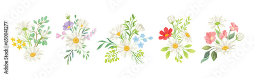 Daisy Flowers and Meadow Flora with Green Branch Composition Vector Set