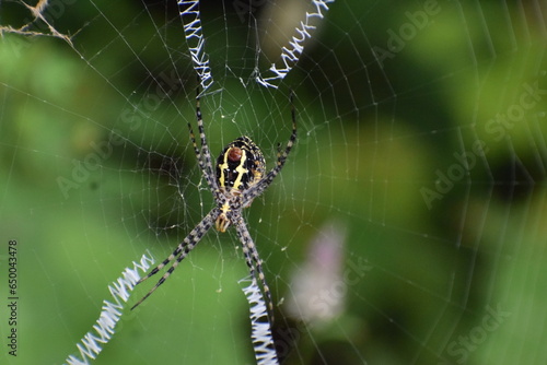 Spider on its web 