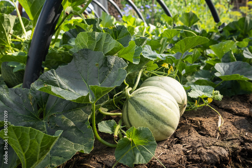 Foto Closeup shot of a young green melon on a farm garden