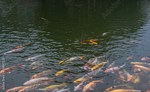 Many koi fish in the pond