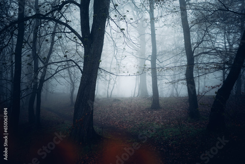 Dunkler Wald mit Nebelstimmung