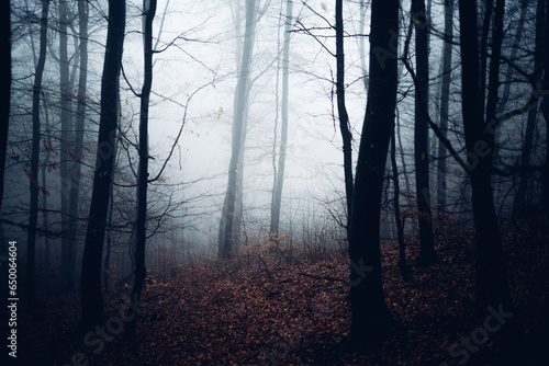 Stadtwald Wernigerode im mystischen Nebel