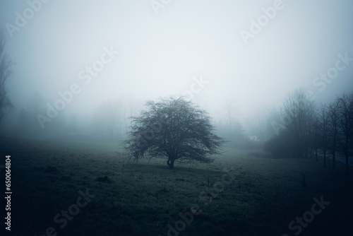Kleiner Baum auf gro  er Wiese im dunklen Nebel