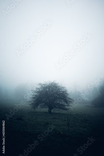 Einsamer Baum auf einer Wiese umhüllt von Nebel