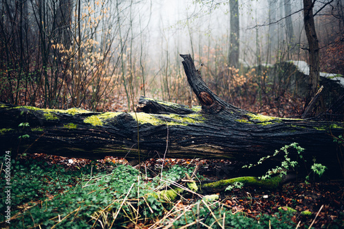 Alter moosiger Baumstamm im Wald mit Nebel