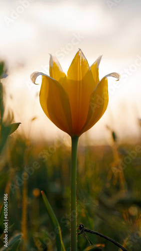 Wild tulips bloom in the meadow
