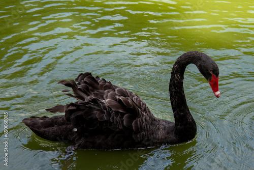 Black swans in the park swimming around