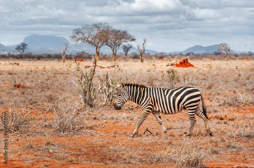 zebra in the savannah