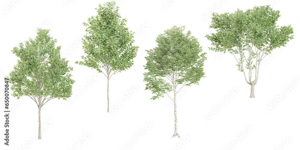 3d rendering of White poplar trees on transparent background 3d rendering of White poplar trees on transparent background
