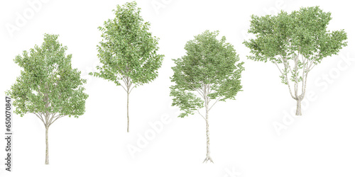 3d rendering of White poplar trees on transparent background