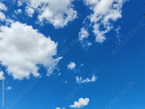 clear sky and fresh leaf. close up of two different trees with fresh leaves on a clear sky background. fresh green leaves. green leaf tree branch on clear sky background. Green leaves with blue sky.