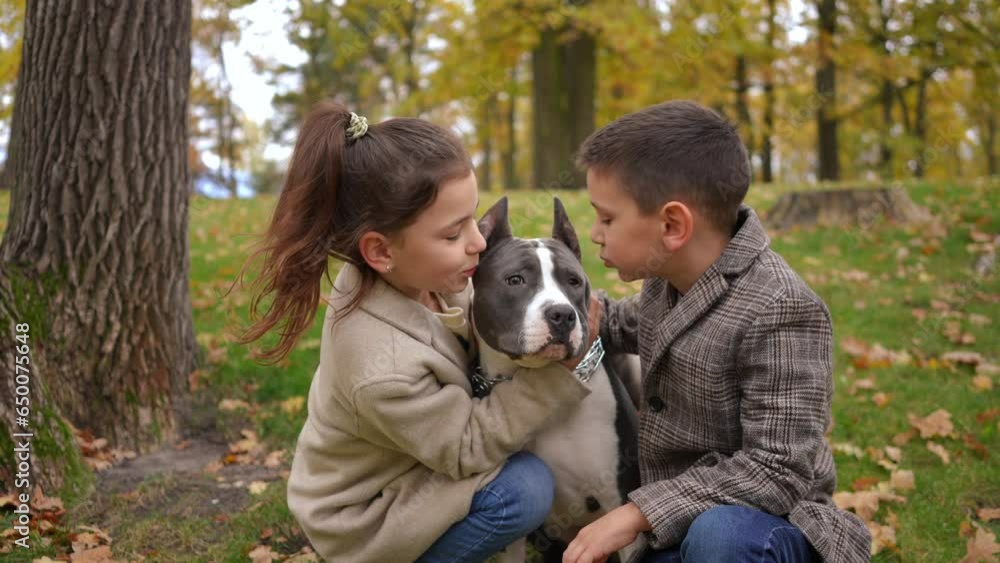 Zoom in portrait of purebred American Staffordshire Terrier with boy and girl kissing dog face in slow motion. Obedient pet dog with happy carefree children in autumn park outdoors Zoom in portrait of purebred American Staffordshire Terrier with boy and girl kissing dog face in slow motion. Obedient pet dog with happy carefree children in autumn park outdoors