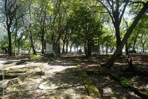 path in the forest photo