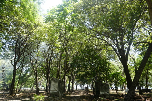 ruins and trees in the park photo