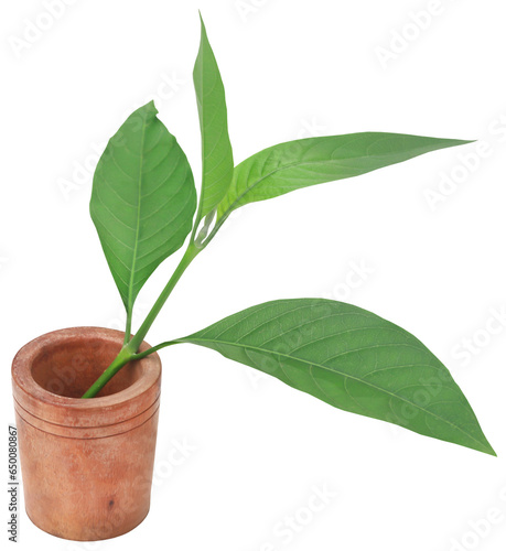 Ayurvedic Vasica leaves photo