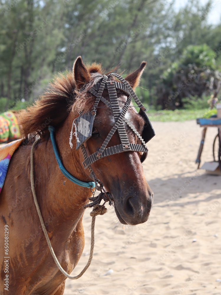 Obraz premium View of a riding horse standing on a blurred beach background.