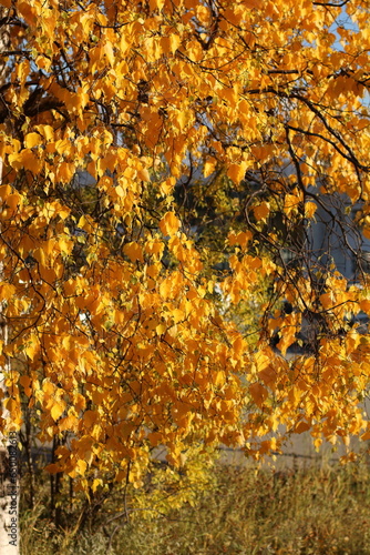 Autumn. Autumn yellow foliage.