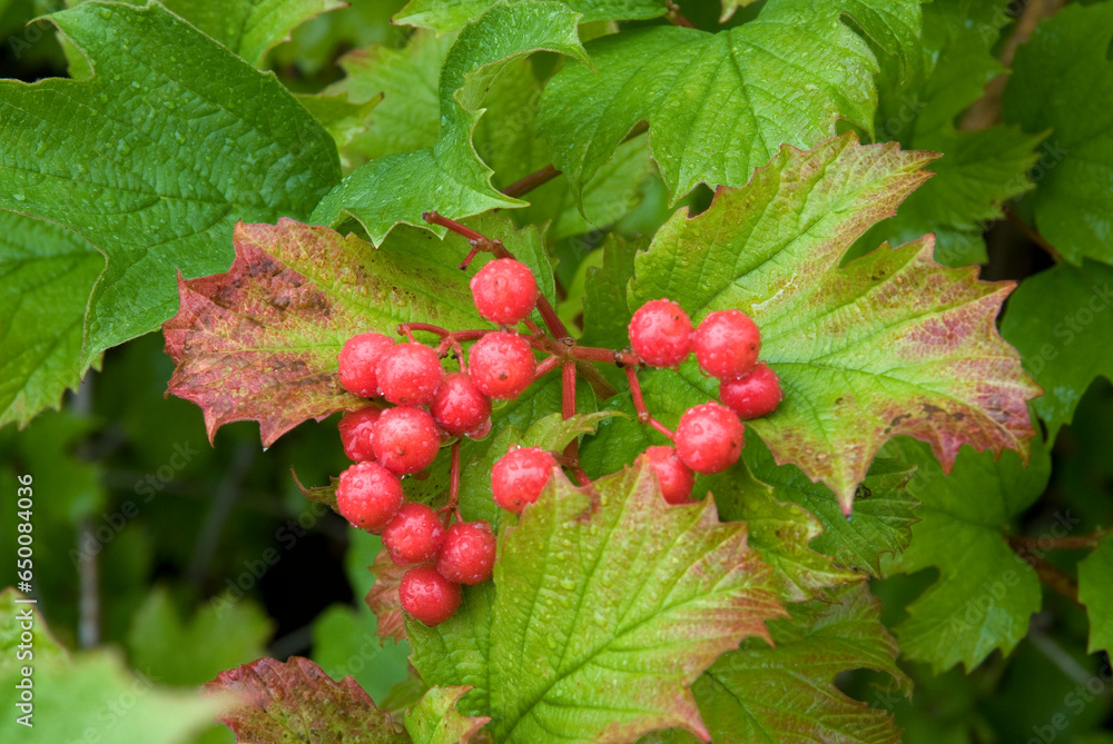 Viburnum opulus, Viorne obier,  Bois à quenouille,