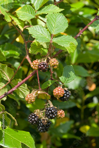 Rubus fructicosus, Ronce, mure photo