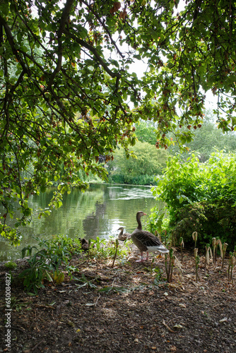 Wild ducks in London park © leo