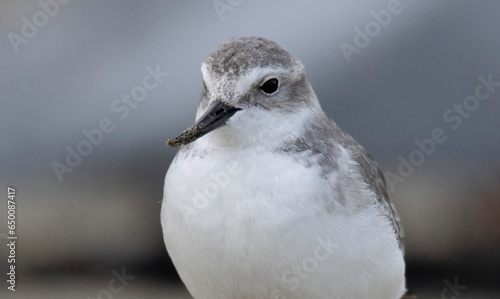 Wrybill (Anarhynchus frontalis) close-up on a beach in Wellington, New Zealand photo