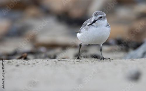 Wrybill (Anarhynchus frontalis) on a beach in Wellington, New Zealand photo