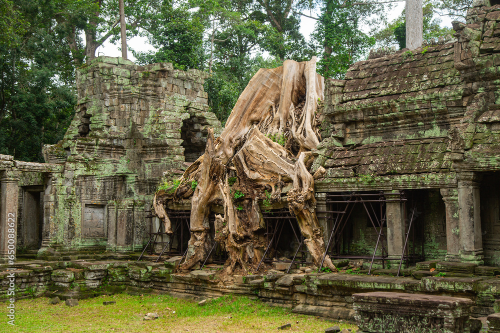 Fototapeta premium Big tree stump in Preah Khan