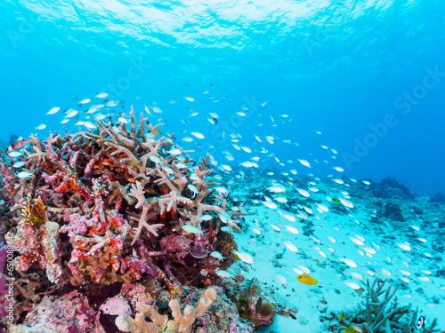 Fototapeta Naklejka Na Ścianę i Meble -  素晴らしいサンゴ礁の美しいデバスズメダイ（スズメダイ科）の群れ他。

日本国沖縄県島尻郡座間味村座間味島から渡し船で渡る嘉比島のビーチにて。
2022年11月24日水中撮影。

