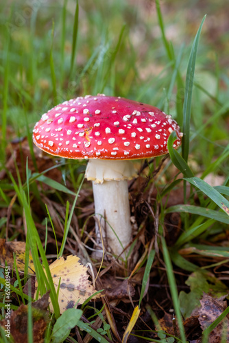 Inedible, poisonous mushroom is a red fly agaric. Beautiful forest background with a red mushroom close-up. 