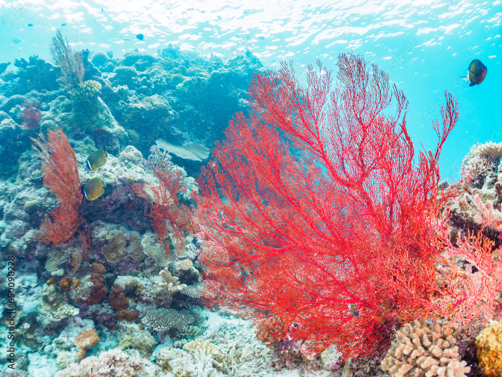 素晴らしいサンゴ礁の豪華な赤いイソバナ（ソフトコーラル）の群生他。

日本国沖縄県島尻郡座間味村座間味島から渡し船で渡る嘉比島のビーチにて。
2022年11月24日水中撮影。
