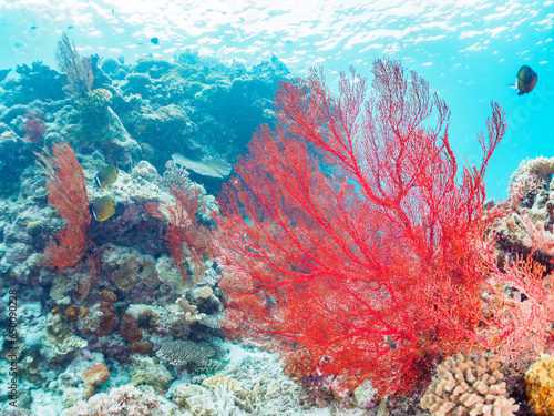 素晴らしいサンゴ礁の豪華な赤いイソバナ（ソフトコーラル）の群生他。日本国沖縄県島尻郡座間味村座間味島から渡し船で渡る嘉比島のビーチにて。 2022年11月24日水中撮影。 