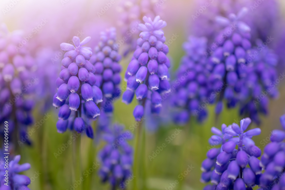 A group of blue flowers of grape hyacinth in the spring in the garden A group of blue flowers of grape hyacinth in the spring in the garden
