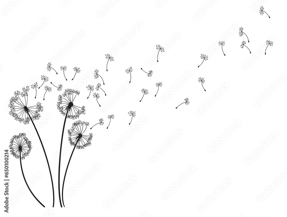 Dandelion wind blow background. Black silhouette with flying dandelion buds on white. Abstract flying blow dandelion seeds. Decorative graphics for printing. Floral scene design - obrazy, fototapety, plakaty 